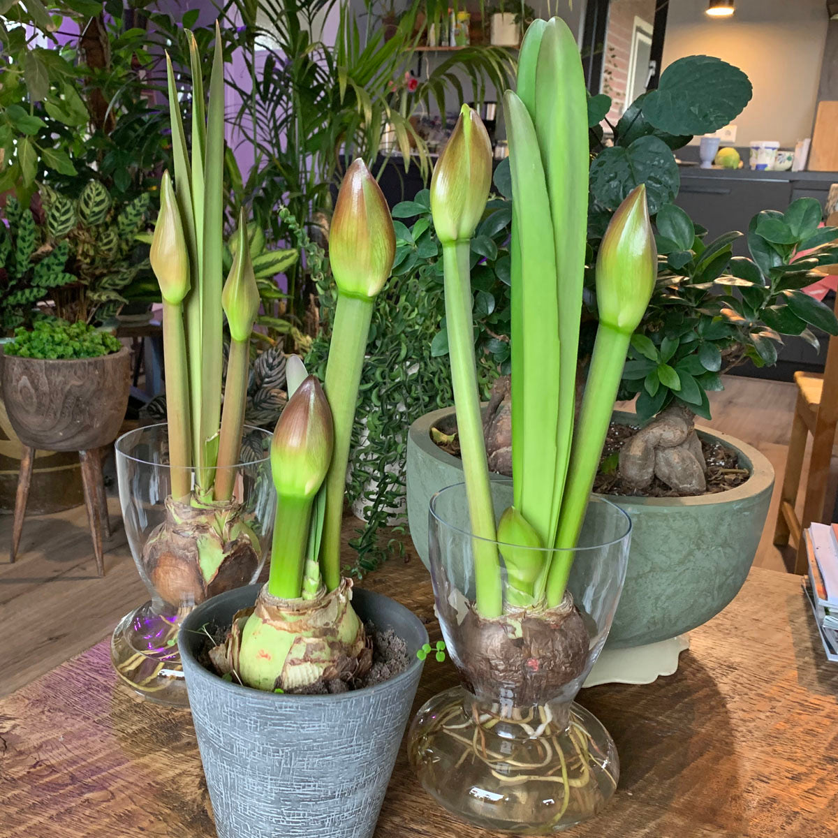 Amaryllis vase with Amaryllis bulb