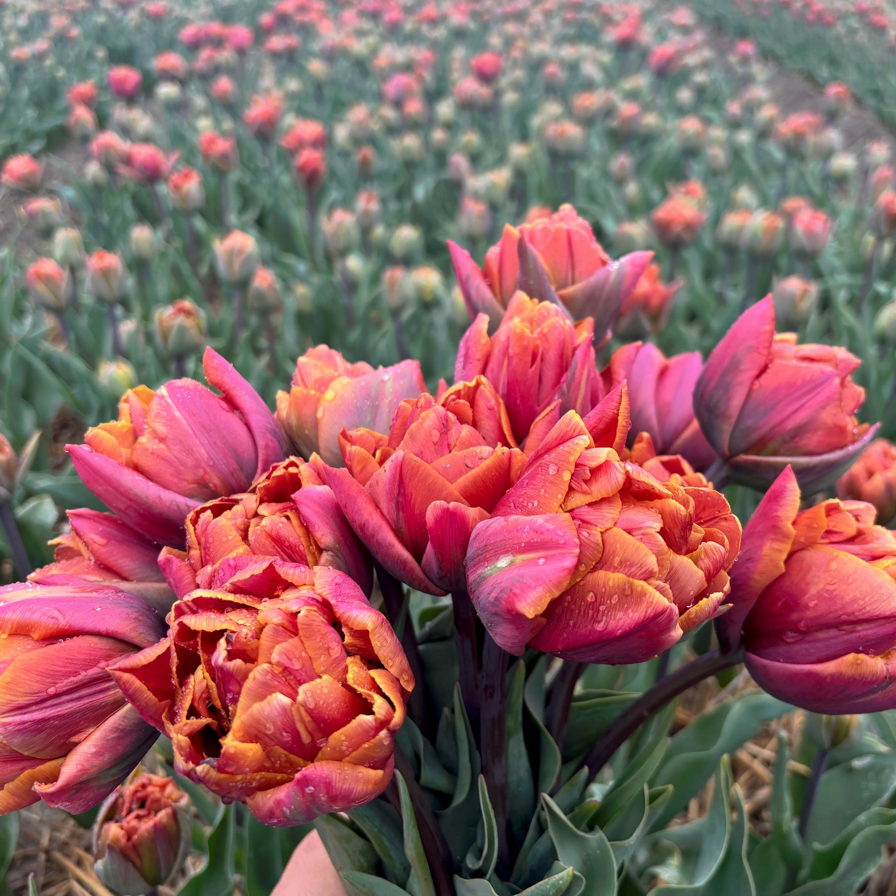 A tulip bouquet in front of a tulip field