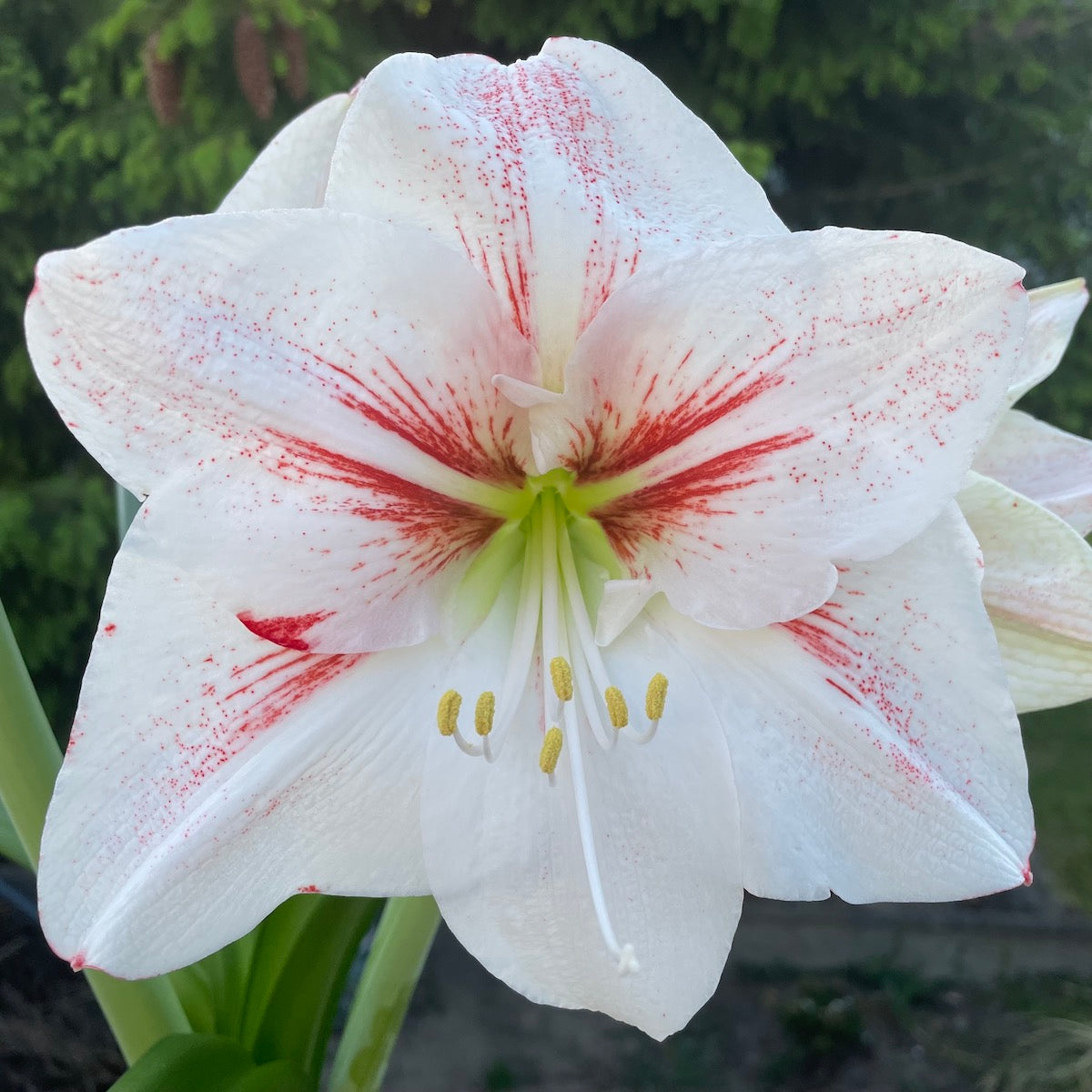 Amaryllis Elsa