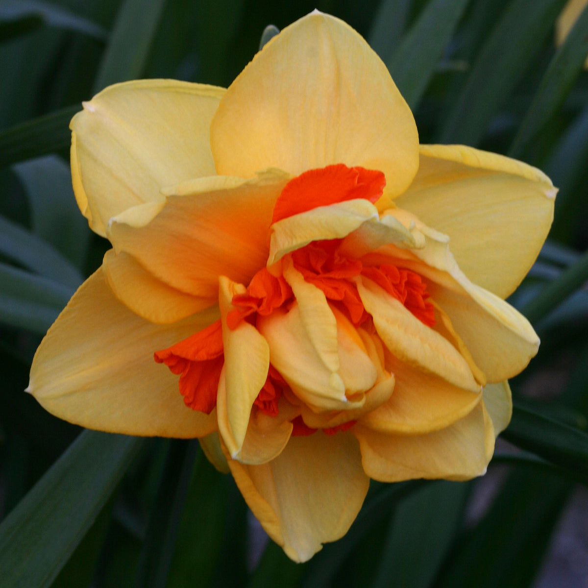 Narcissus Innovator with Yellow petals and orange trumpet blooming against wooden background