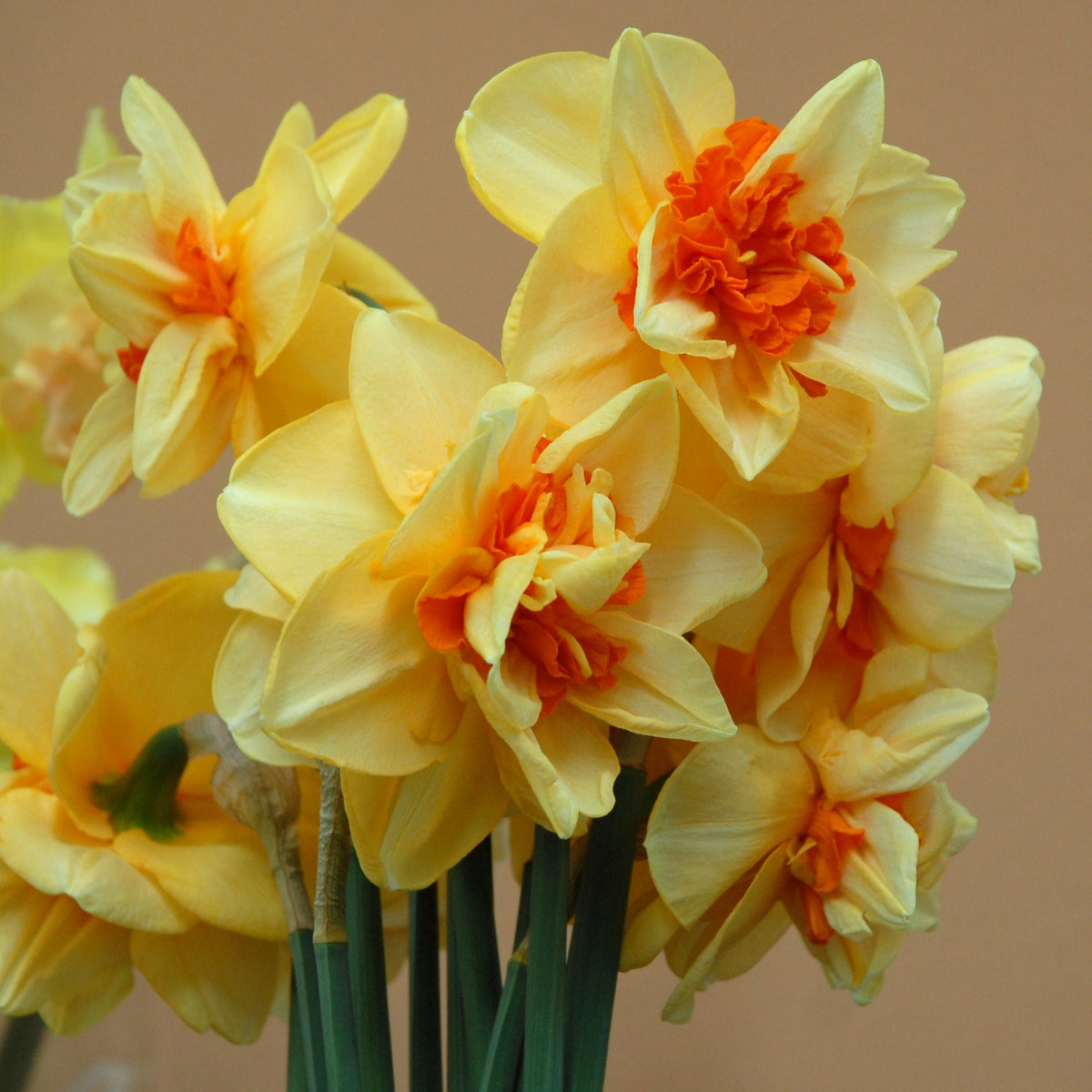 Narcissus Innovator with Yellow petals and orange trumpet blooming against background