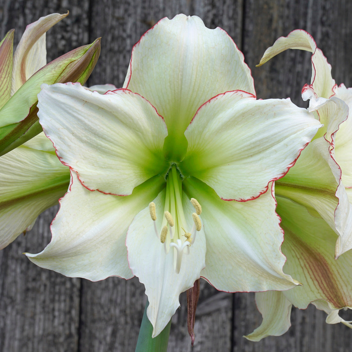 Amaryllis Lemon Cream