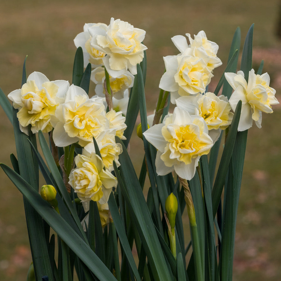 Product picture Daffodil Little Kiwi