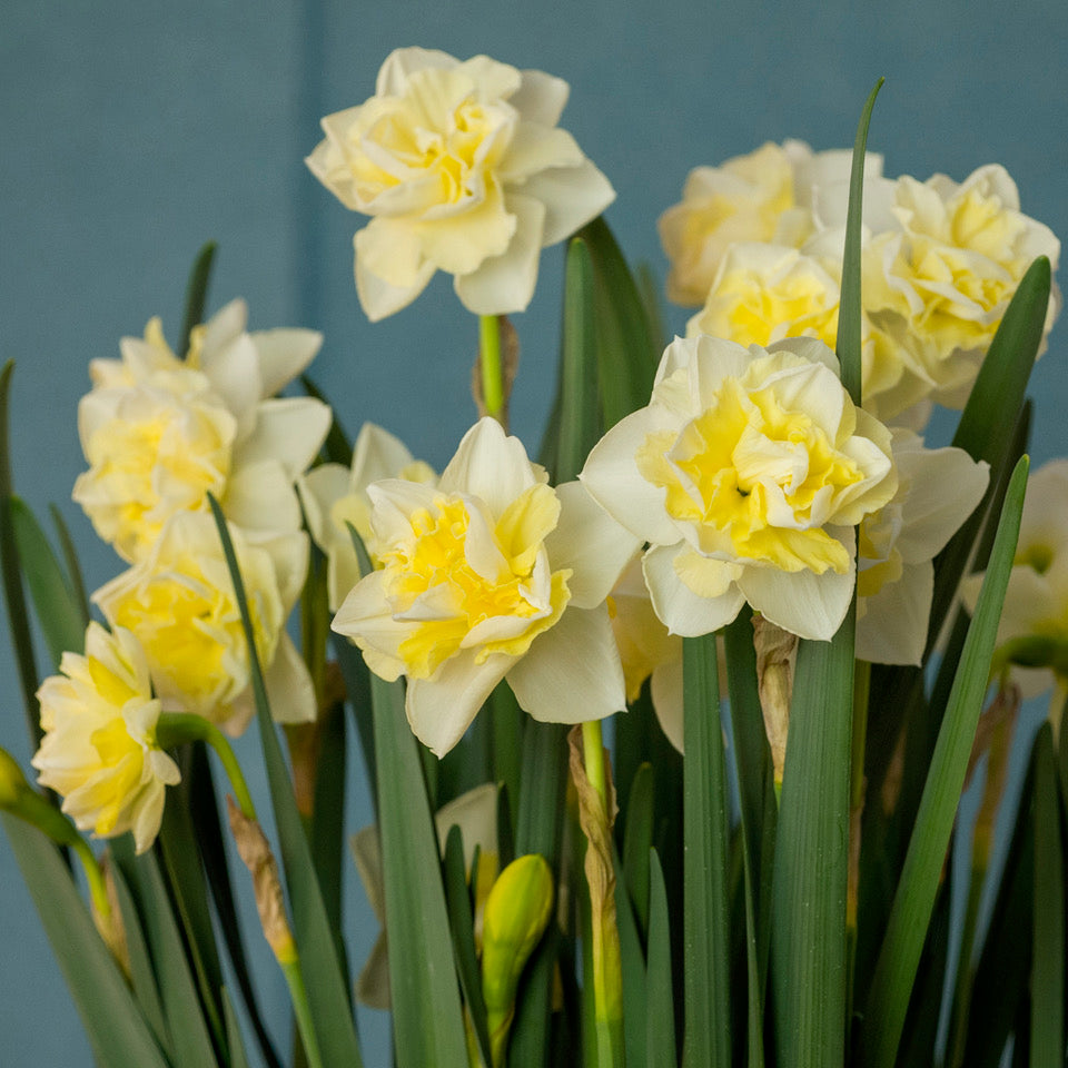 Product picture Daffodil Little Kiwi