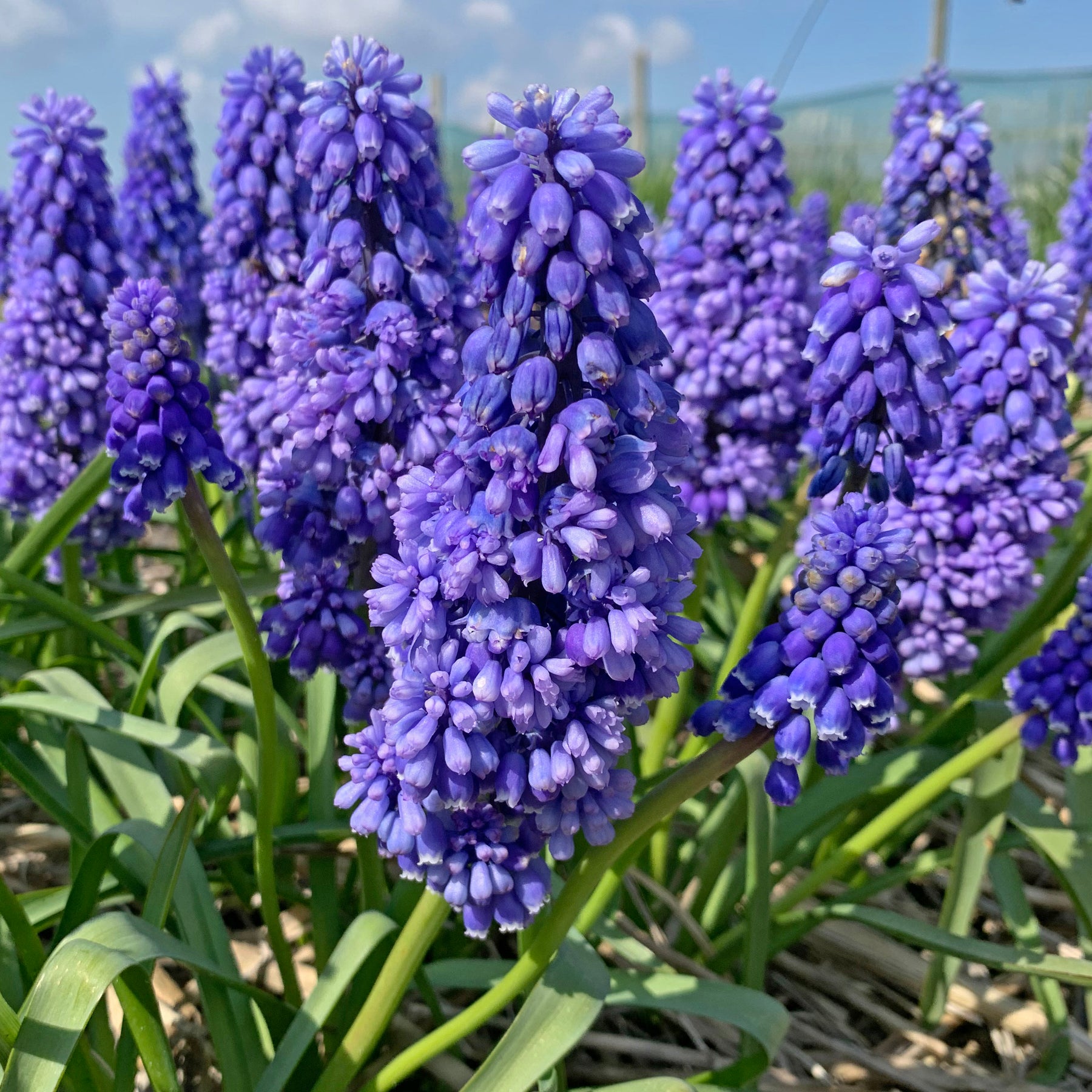 Muscari Flower Power