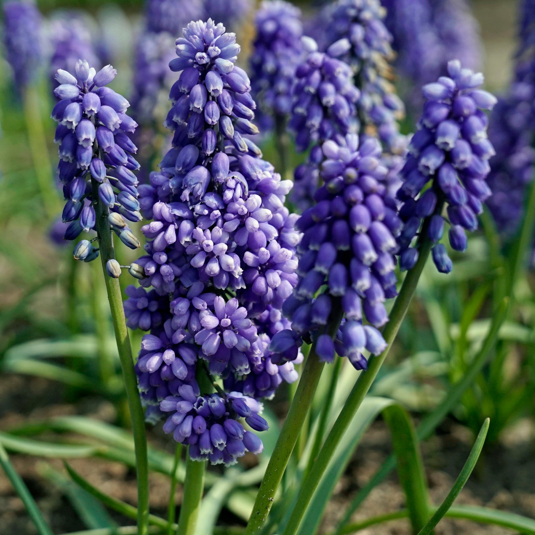 Muscari Flower Power