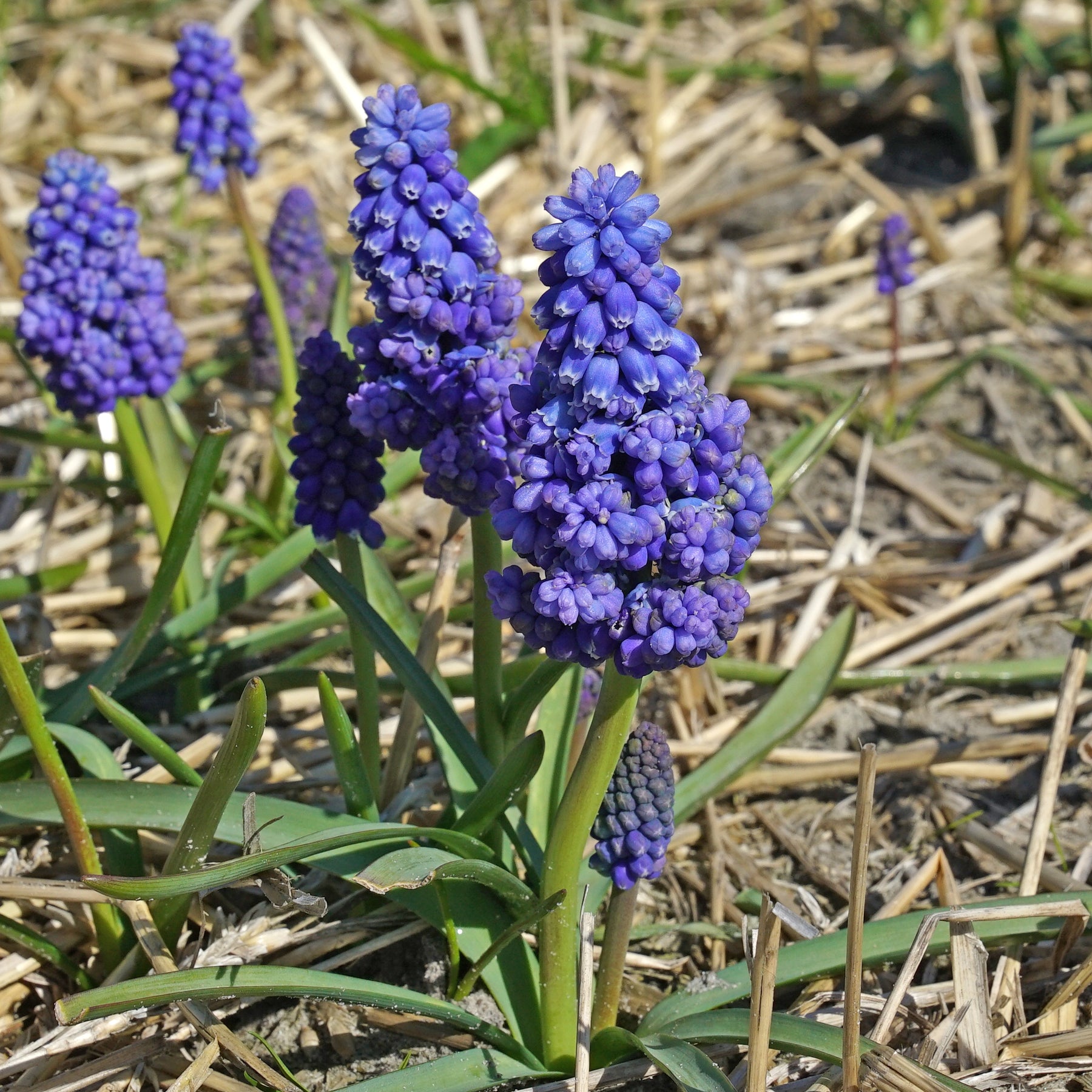 Muscari Flower Power