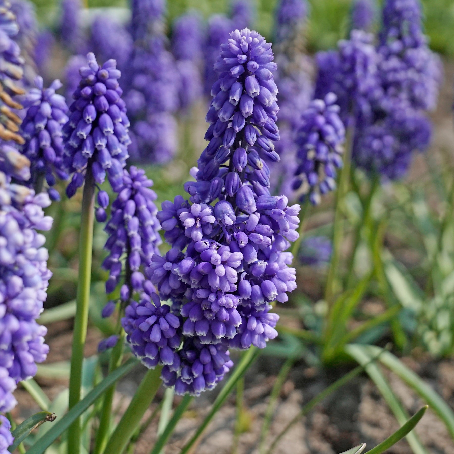 Muscari Flower Power