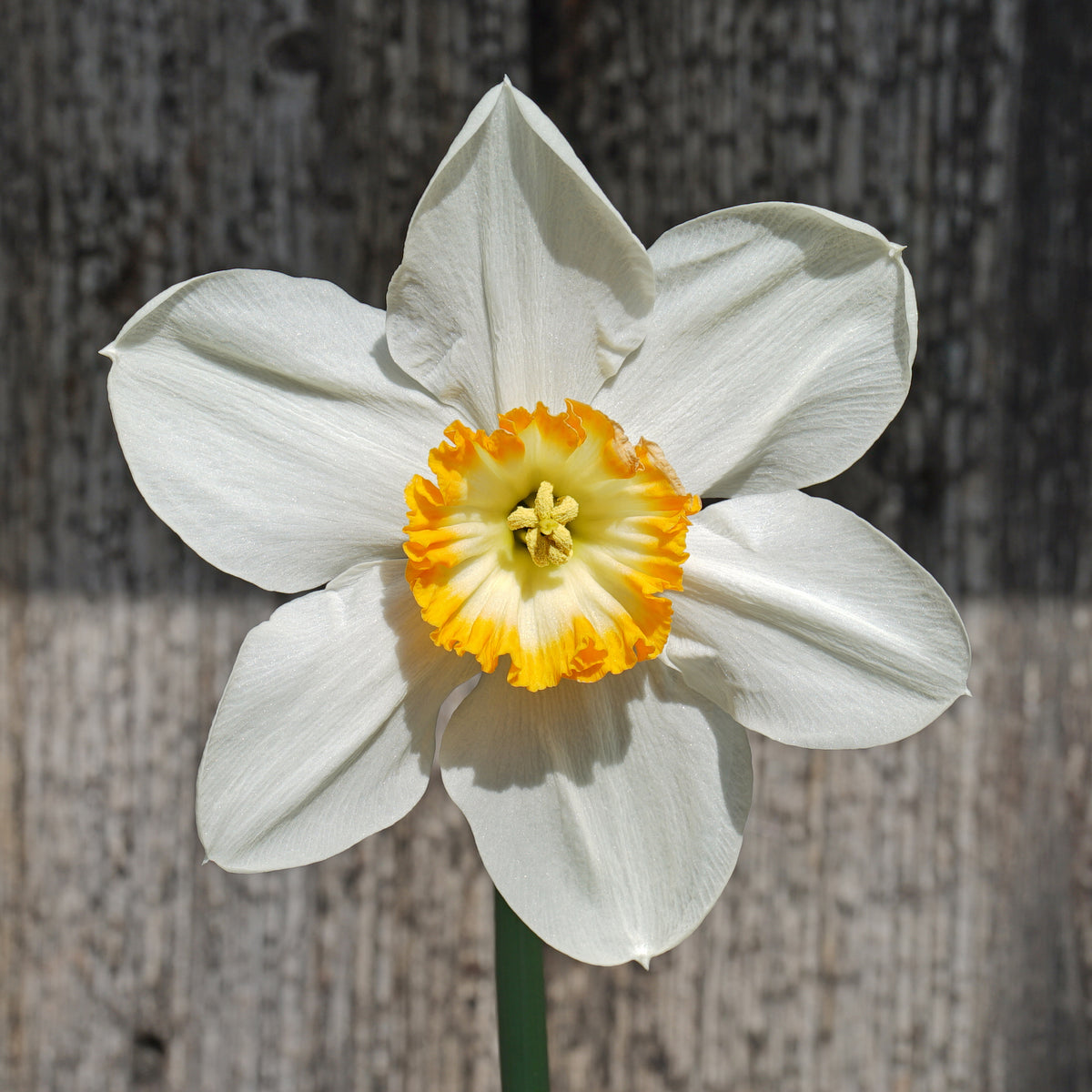 Product picture Daffodil Hassan