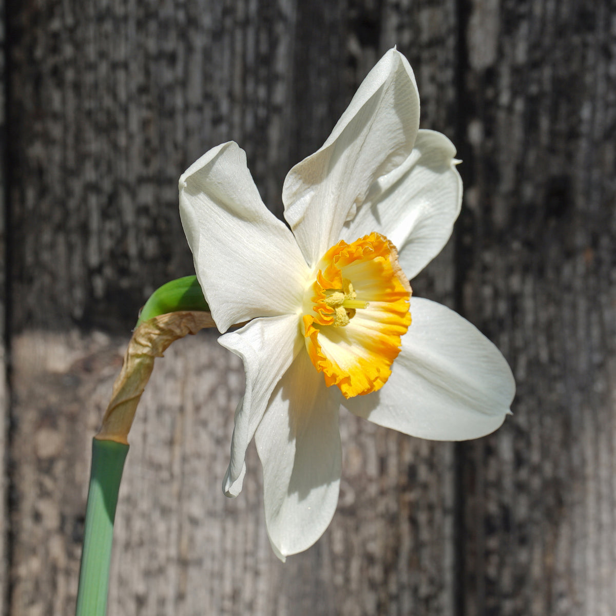 Product picture Daffodil Hassan