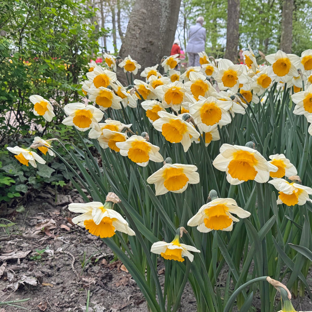 Sun Cup - wit-gele Large-cupped narcis - Fluwel