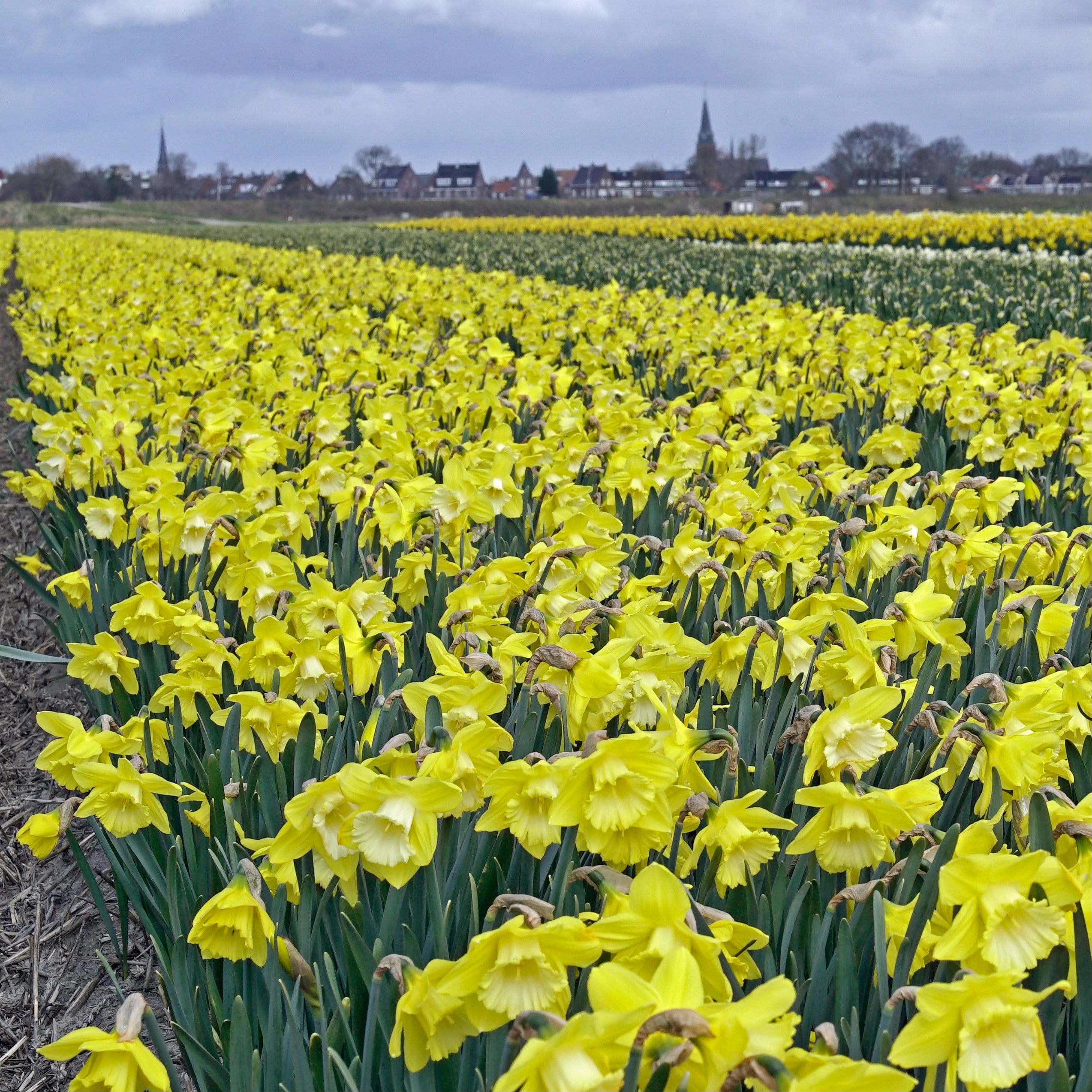 Greengarden - geel-witte Large-cupped narcis - Fluwel