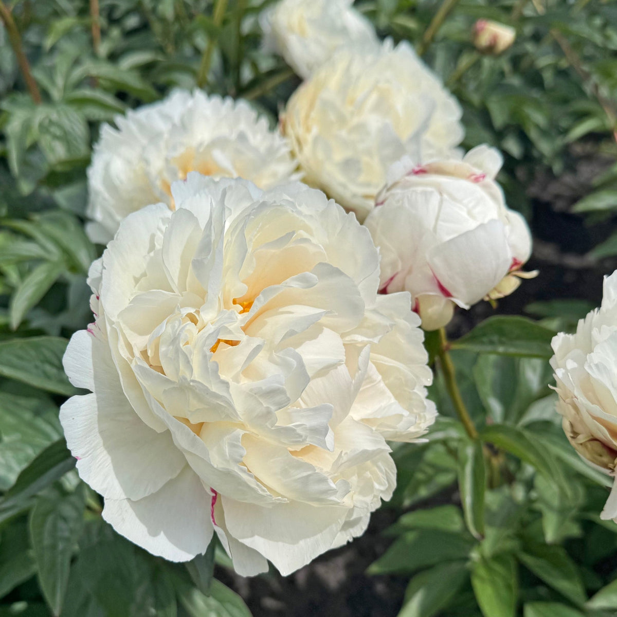 Peony Marshmallow Puff - witte pioenroos - Fluwel