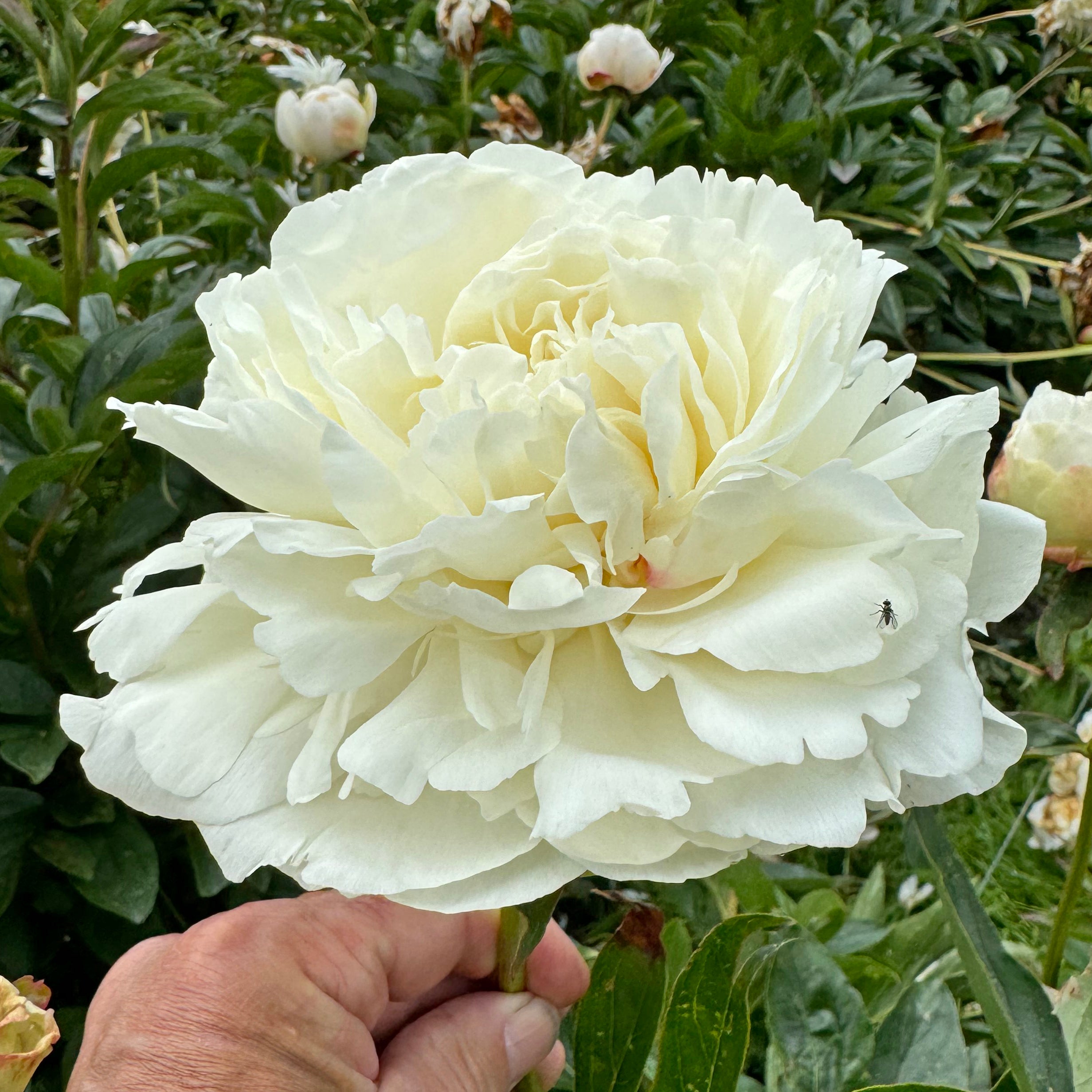 Peony Ann Cousins | per 1 piece | Fluwel
