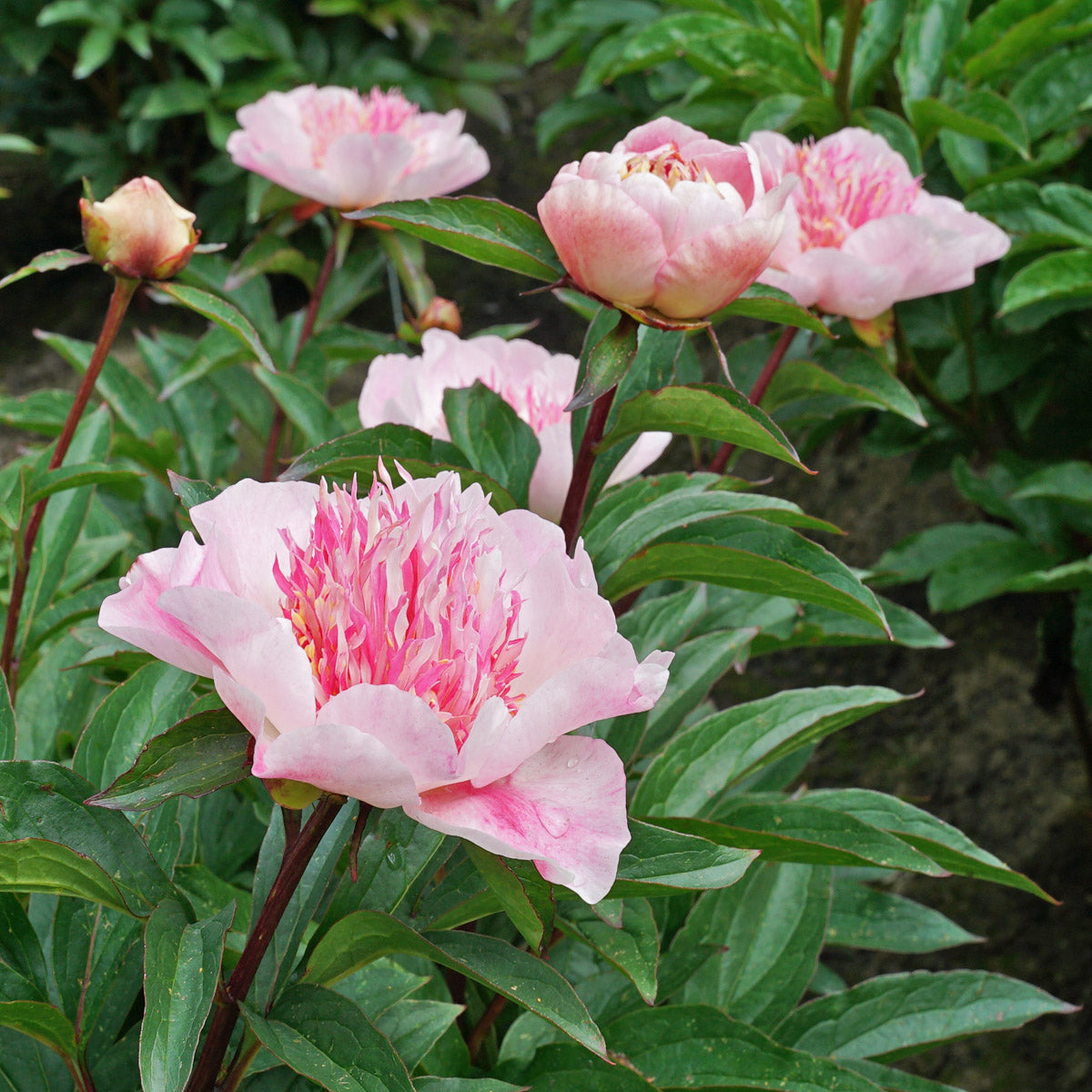 Peony Do Tell