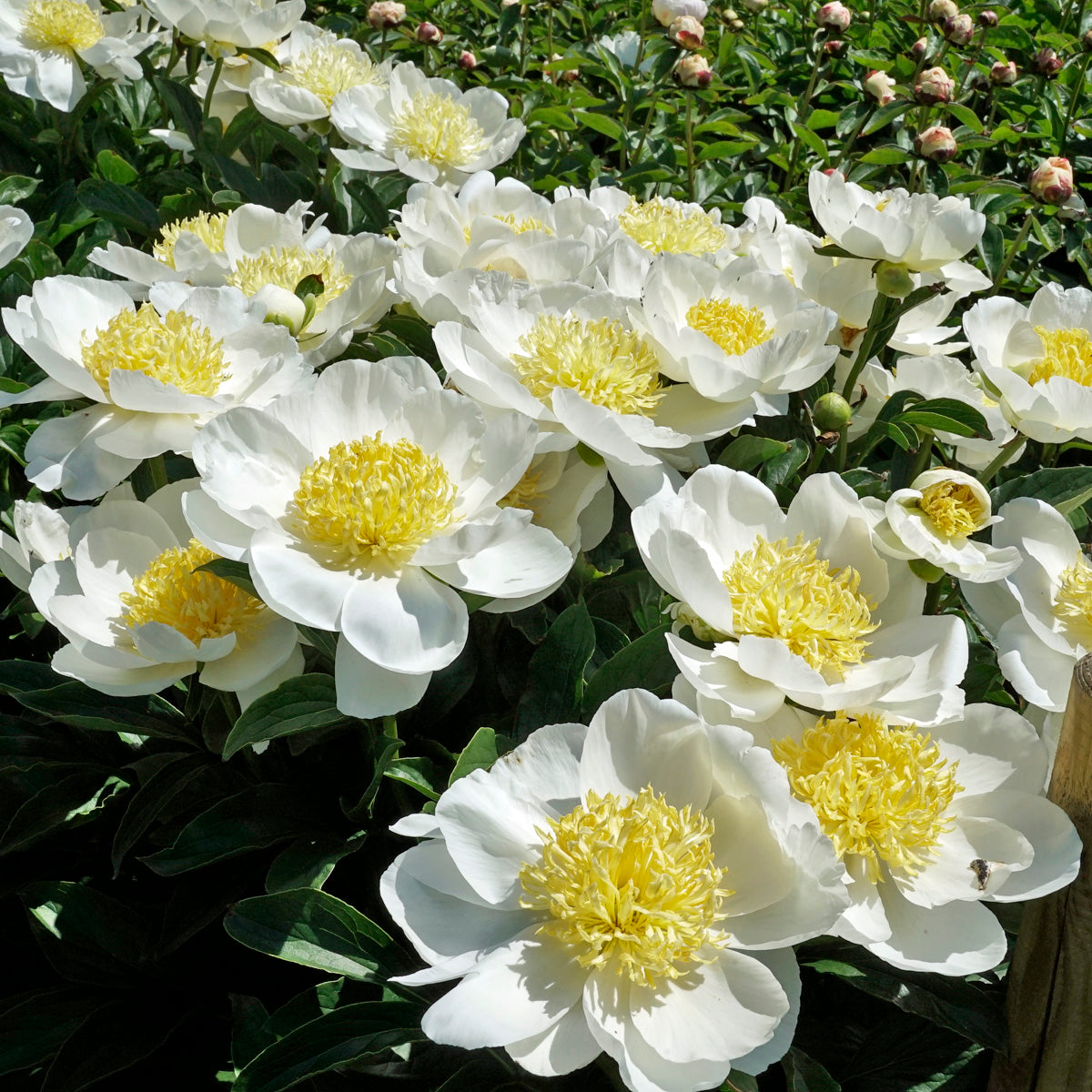 Peony Jan van Leeuwen