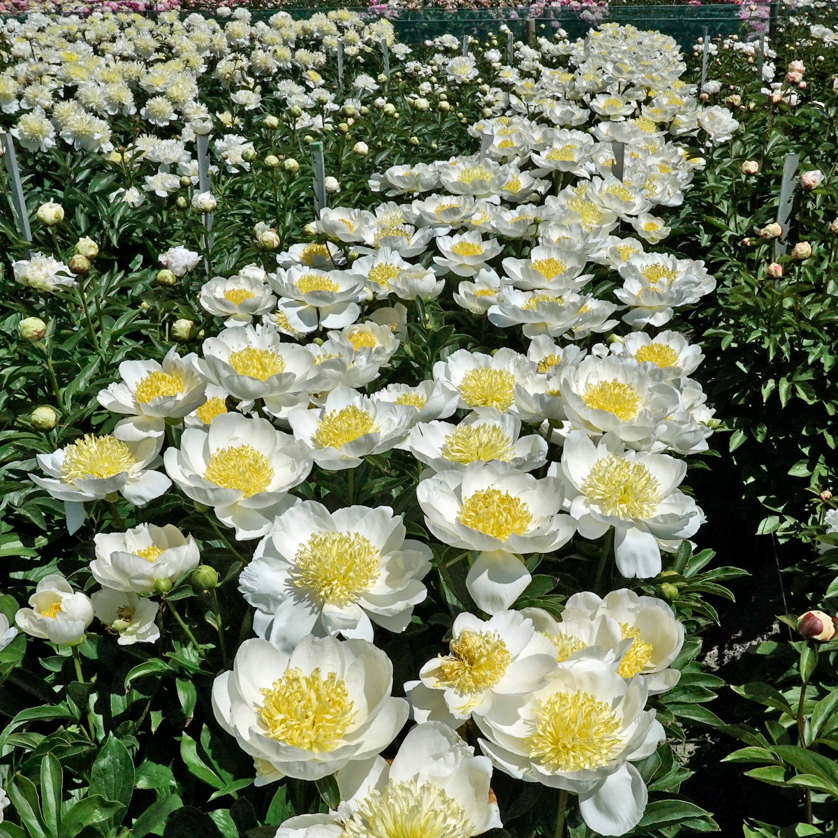 Peony Jan van Leeuwen