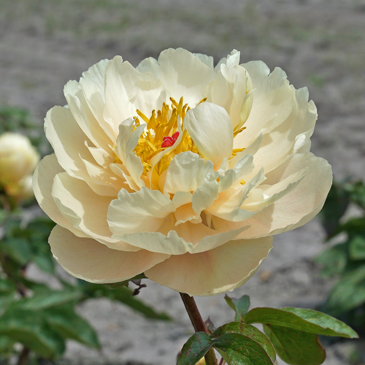 Peony Pastelelegance