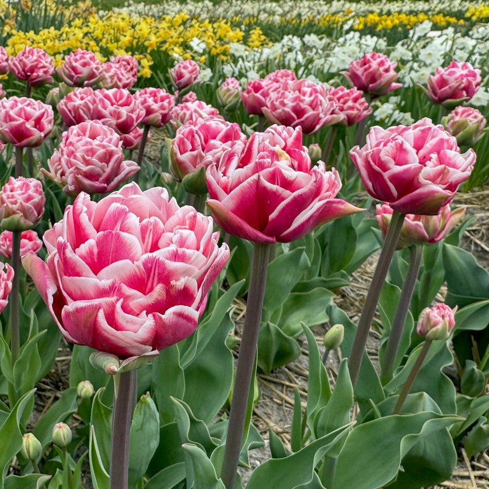Product picture Tulip Let's Dance