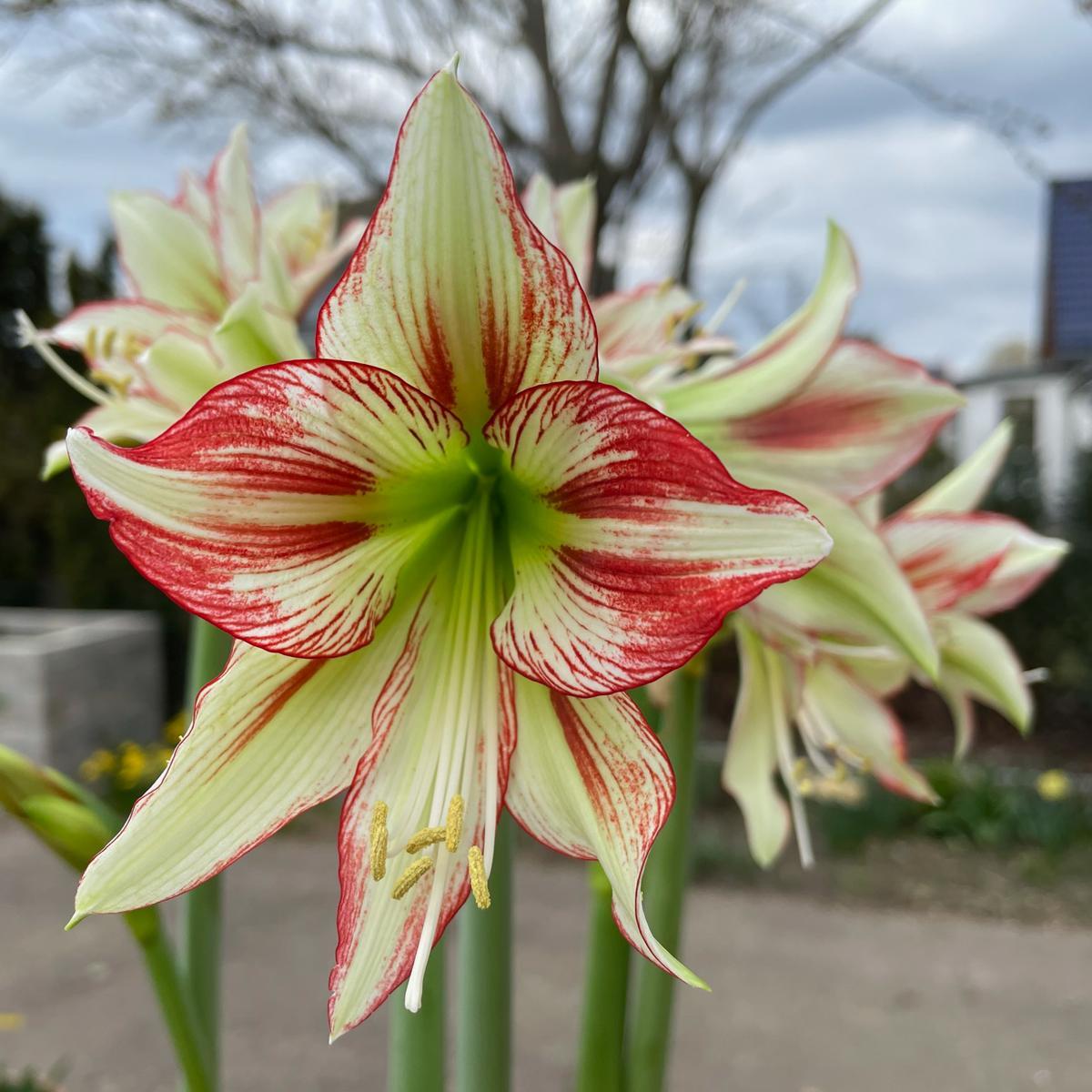 Amaryllis Cleopatra