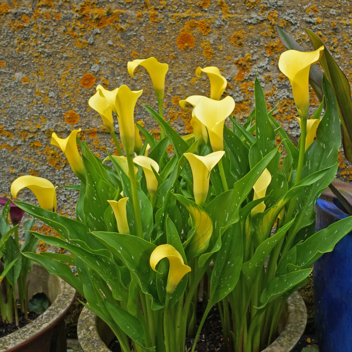 Zantedeschia Sunclub