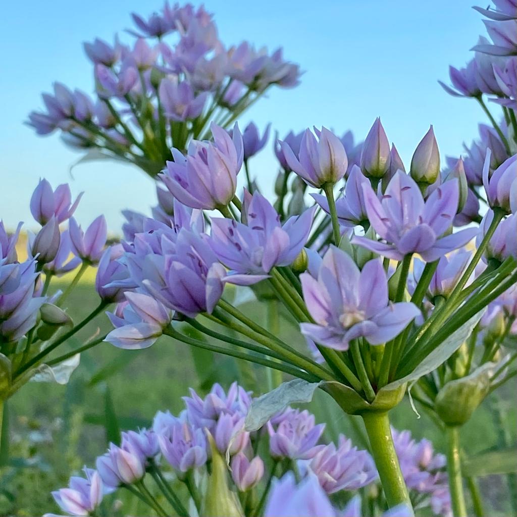 Allium unifolium - lila allium - Fluwel