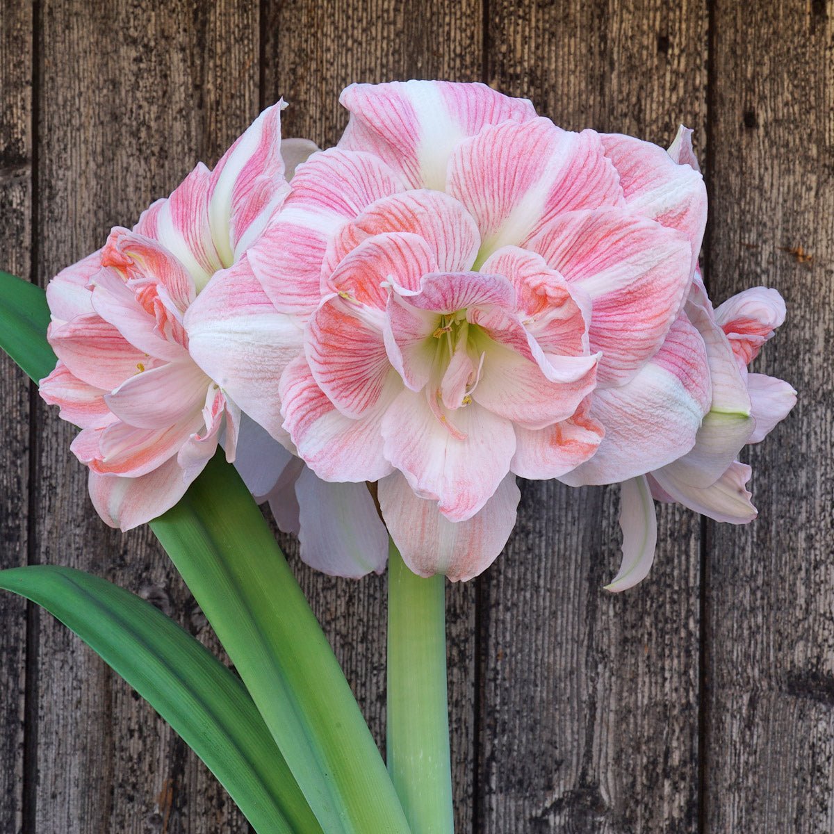 Amaryllis Blossom Nymph (Hippeastrum)