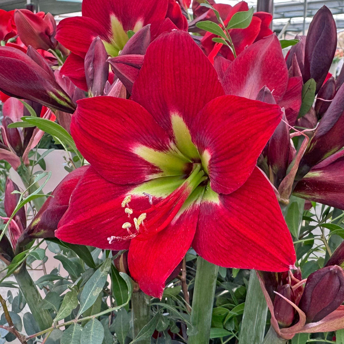 Amaryllis Ibiza - rode amaryllis - Fluwel