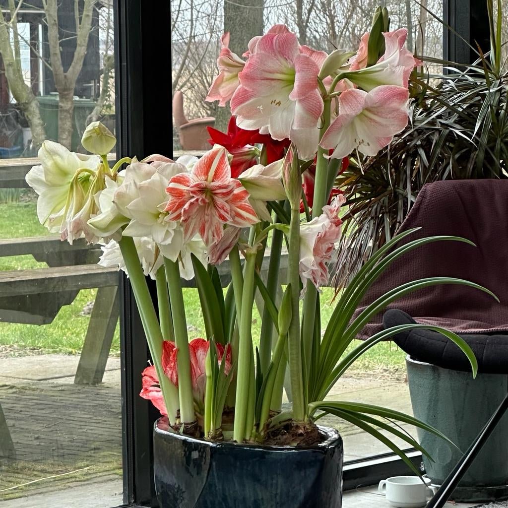 Amaryllis kransje - Amaryllis - Fluwel