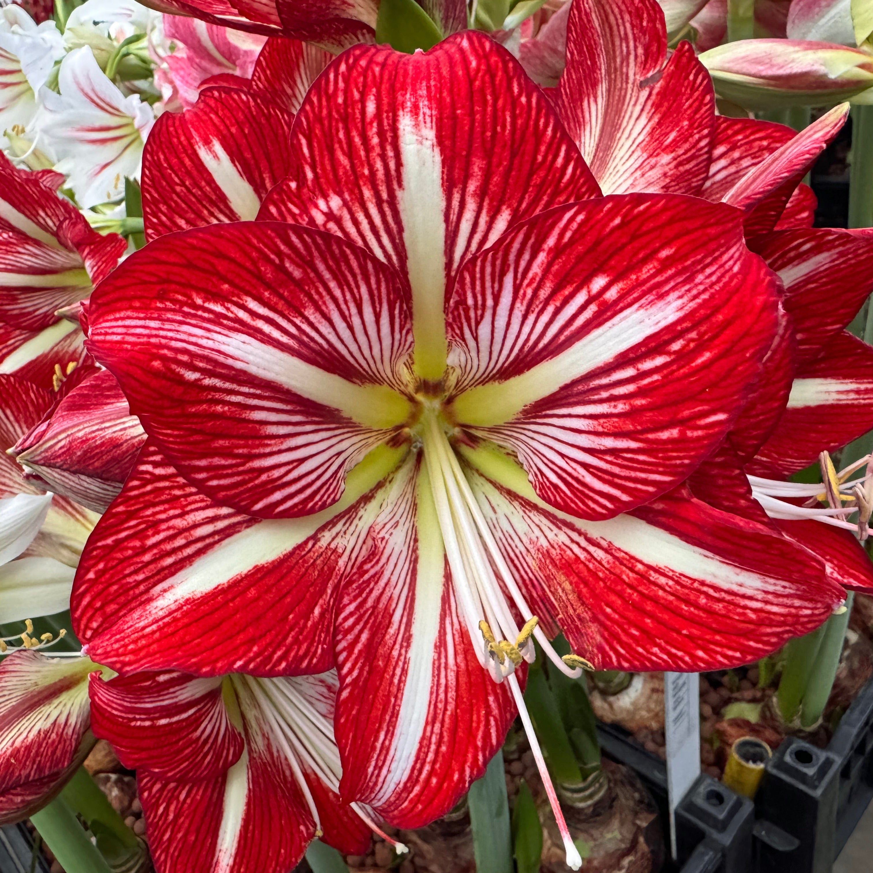 Amaryllis 'Lynx' | Topkwaliteit bloembollen van Fluwel