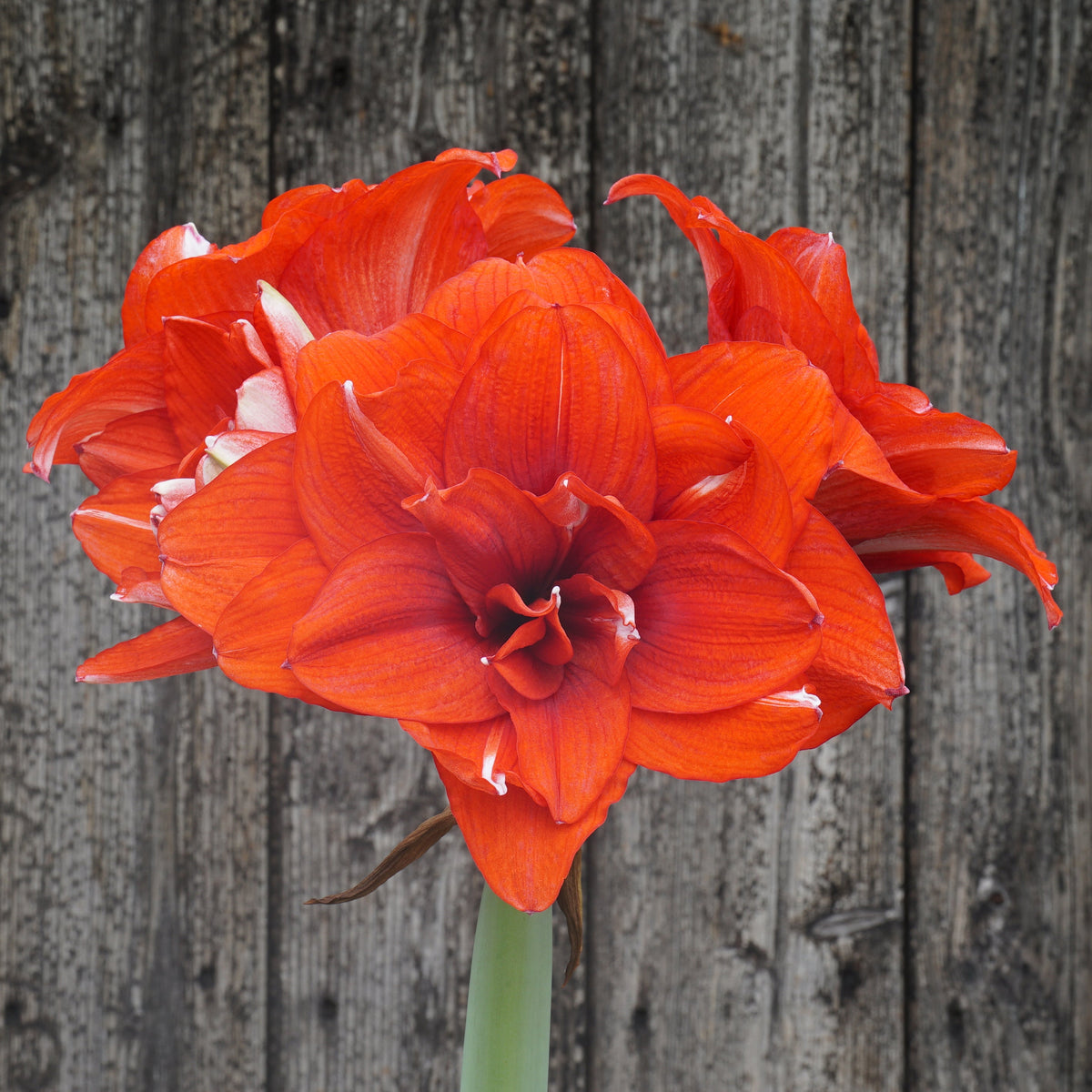 Amaryllis Nr. 48 - Amaryllis - Fluwel