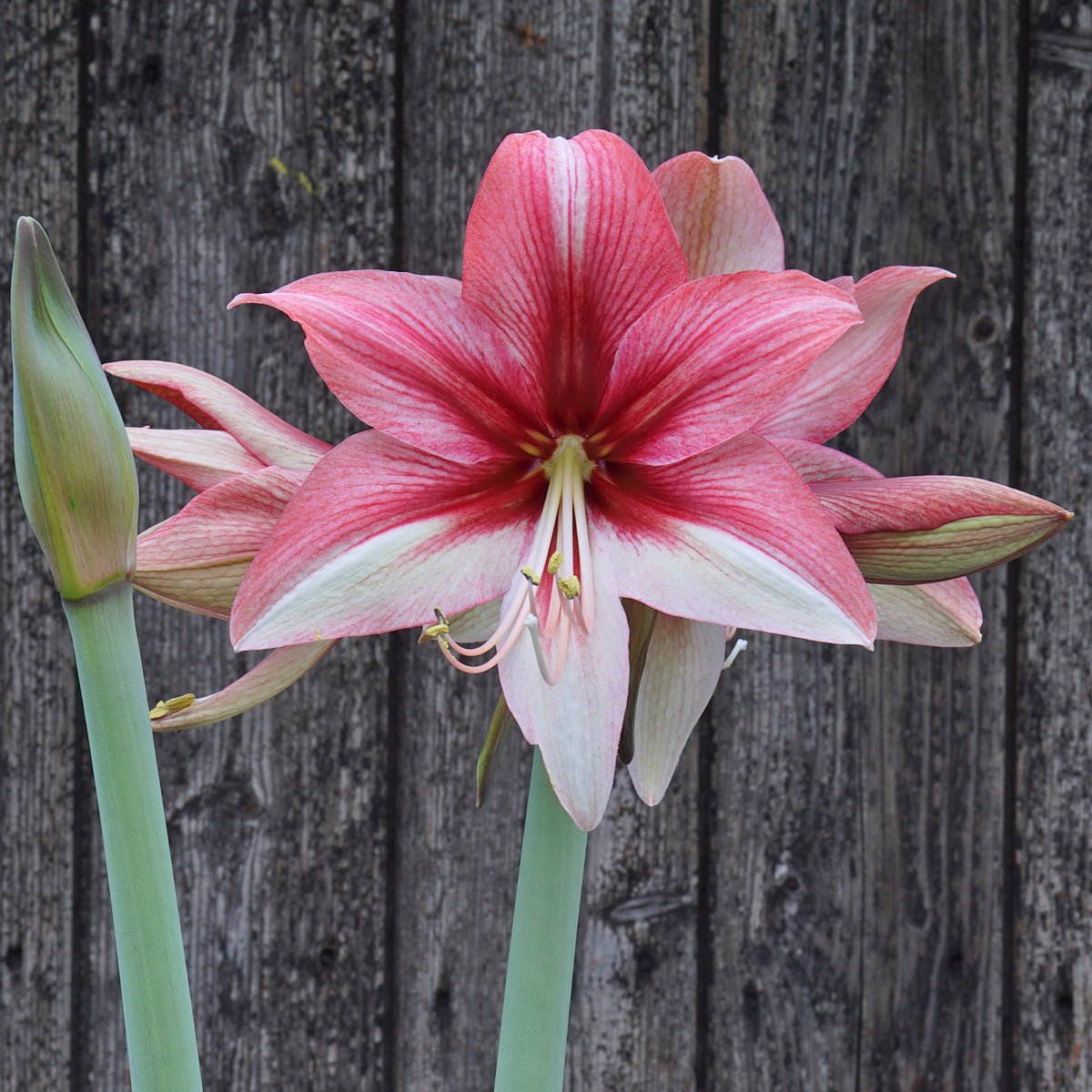 Amaryllis Pink Amazone - Amaryllis - Fluwel