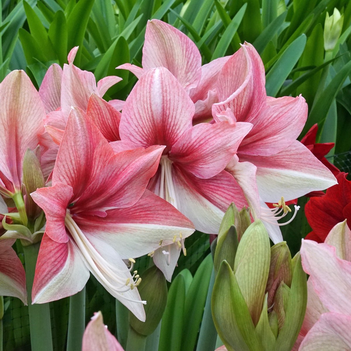 Amaryllis 'Pink Amazone' | Topkwaliteit bloembollen van Fluwel