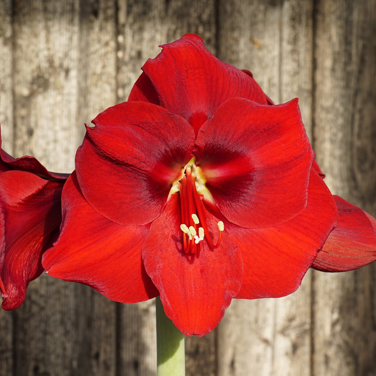 Amaryllis Porto - Amaryllis - Fluwel
