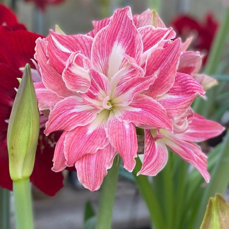 Amaryllis Pretty Nymph (Hippeastrum) | per 1 piece