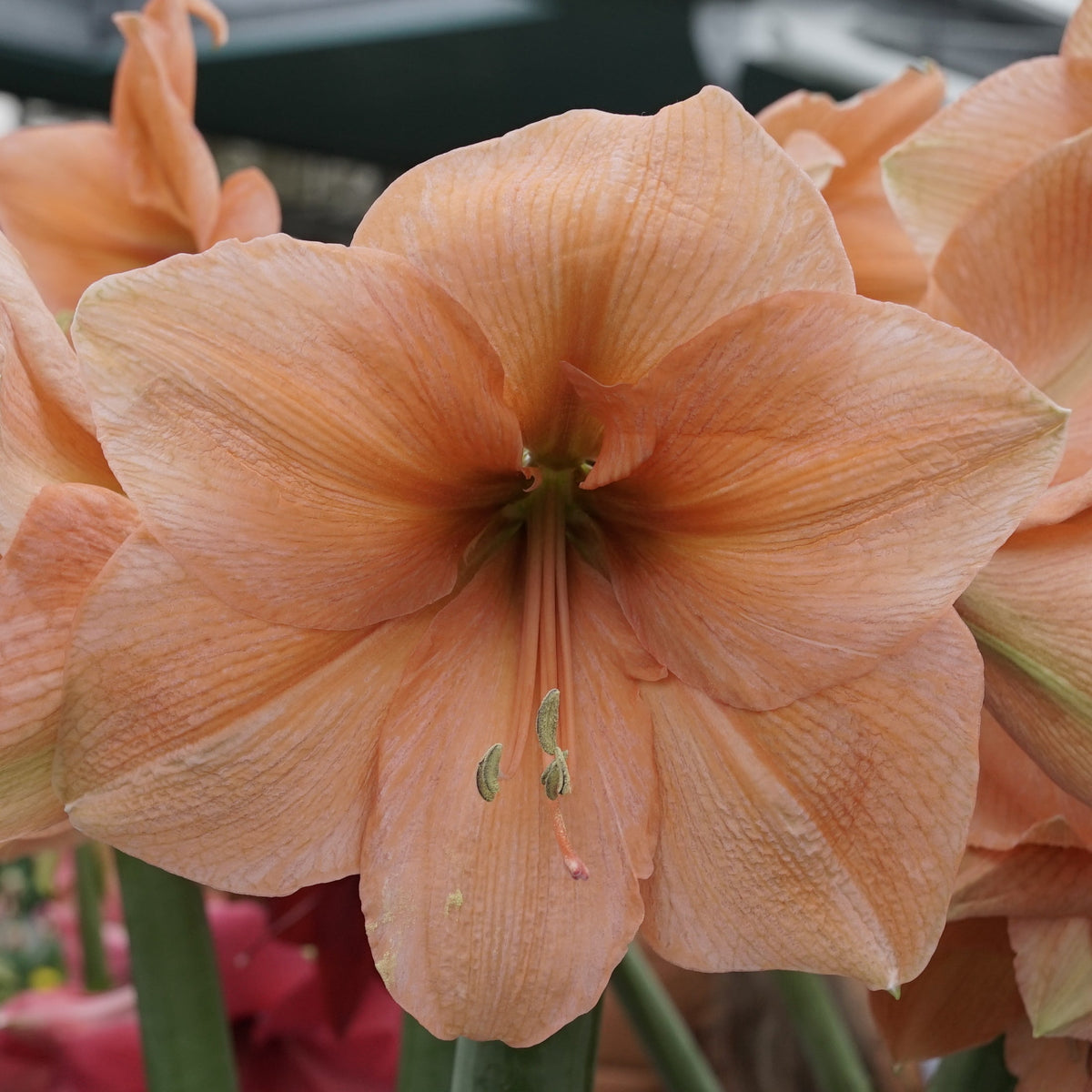 Amaryllis Rilona - Amaryllis - Fluwel