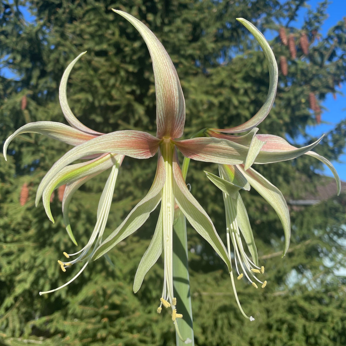 Amaryllis Tarantula - Amaryllis - Fluwel