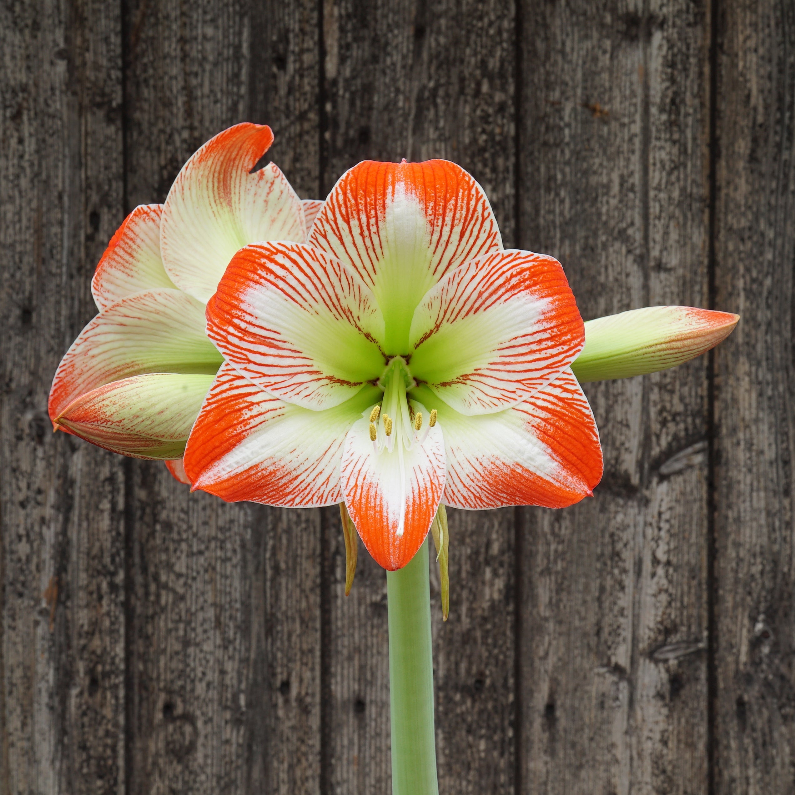 Amaryllis 'Tropical Sensation' | Topkwaliteit bloembollen van Fluwel