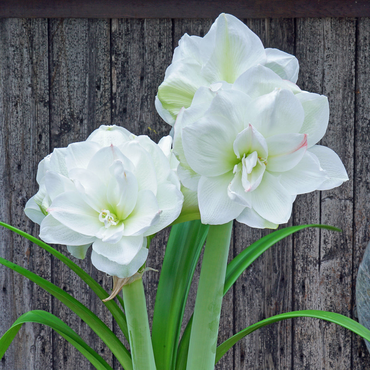 Amaryllis White Amadeus - Amaryllis - Fluwel