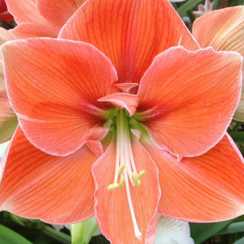Annelies - Special Amaryllis - Fluwel