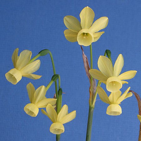 April Tears - Special Narcissus - Fluwel