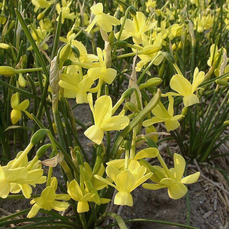 April Tears - Special Narcissus - Fluwel