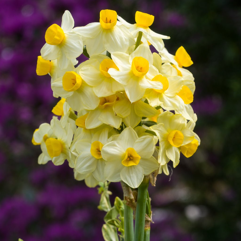 Avalanche of Gold - Narcissus - Fluwel