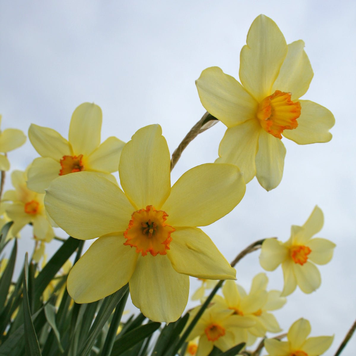 Barri Conspicuus - Special Narcissus - Fluwel
