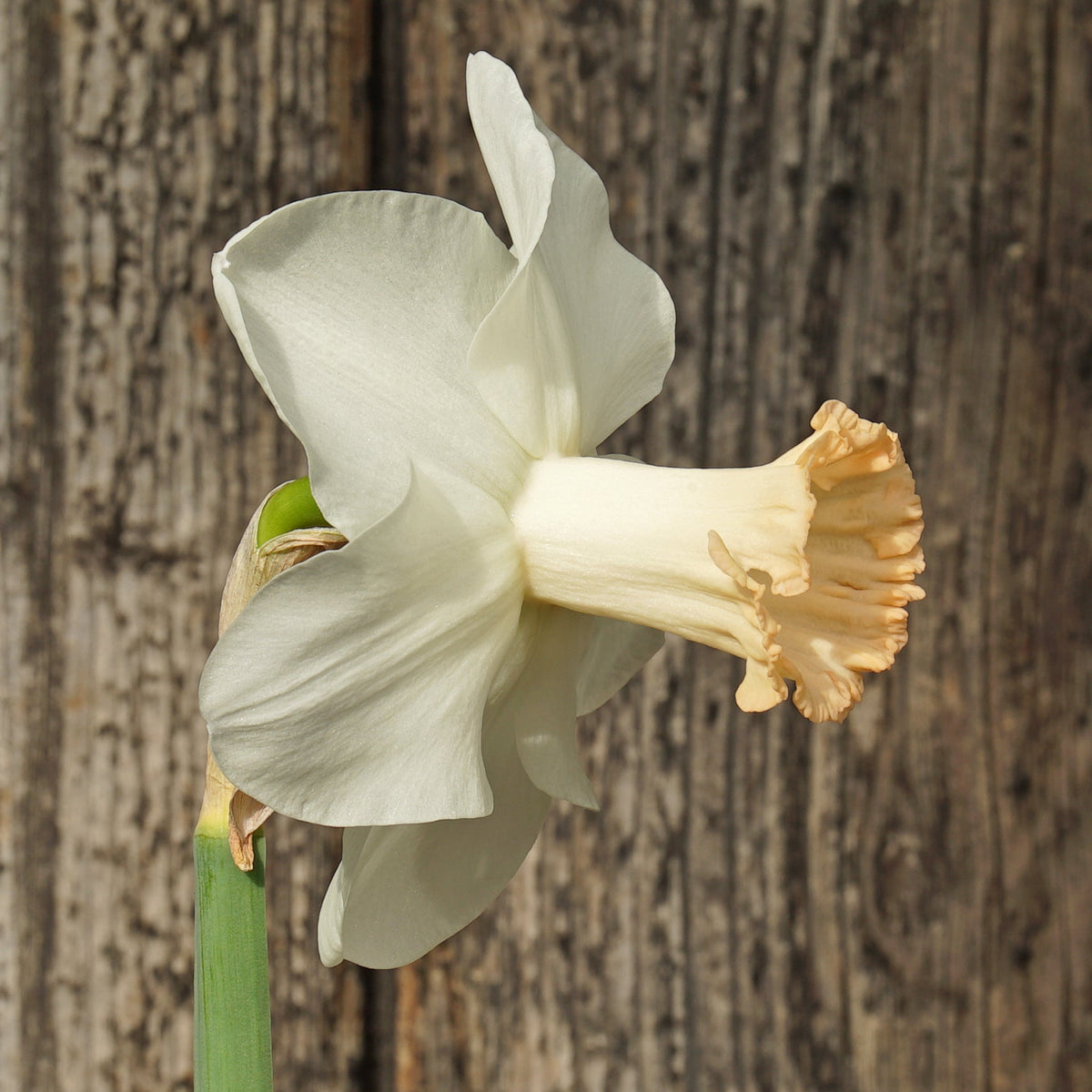 Beautiful Lady - Large-cupped narcis - Fluwel