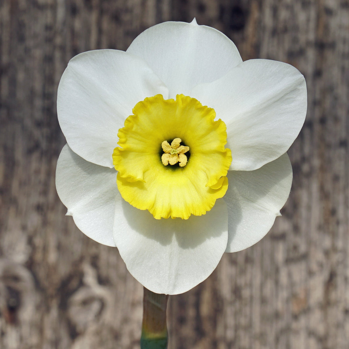 Beauty Call - wit-gele Large-cupped narcis - Fluwel