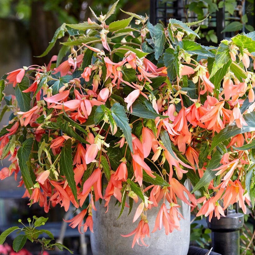 san francisco plant indoor or outdoor Buy Begonia boliviensis 'San Francisco' tubers