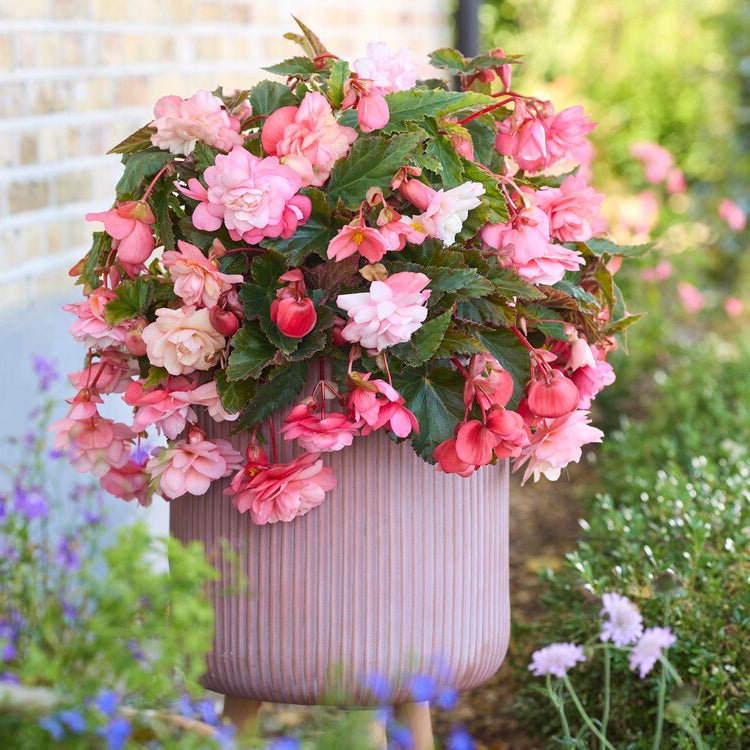 begonia flower plant Buy Begonia 'Cascade Florence' tubers