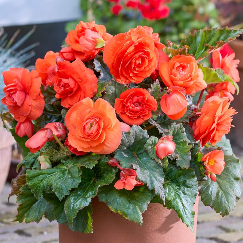 orange begonia plant Buy Begonia 'Non-Stop Orange' tubers