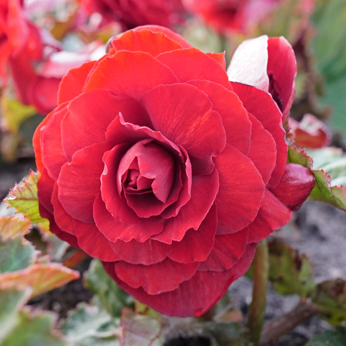 Begonia Non - Stop Scarlet - Begonias - Fluwel